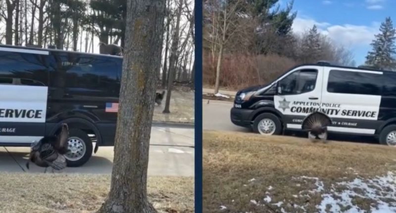 Rise in Wisconsin town's turkey population sparks public safety concerns