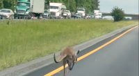 Runaway kangaroo causes traffic snarl on Alabama Interstate