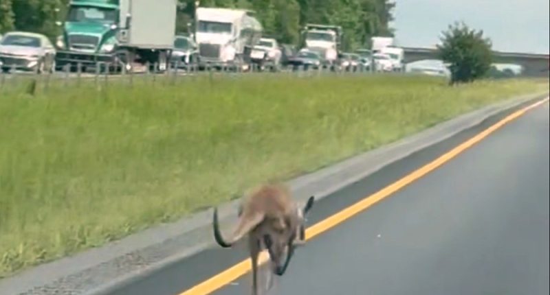 Runaway kangaroo causes traffic snarl on Alabama Interstate