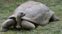Saint Louis Zoo mourns death of 100-year-old giant tortoise