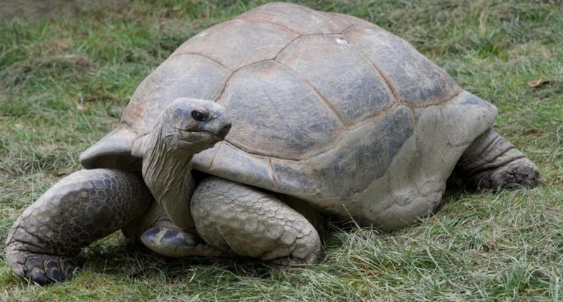 Saint Louis Zoo mourns death of 100-year-old giant tortoise