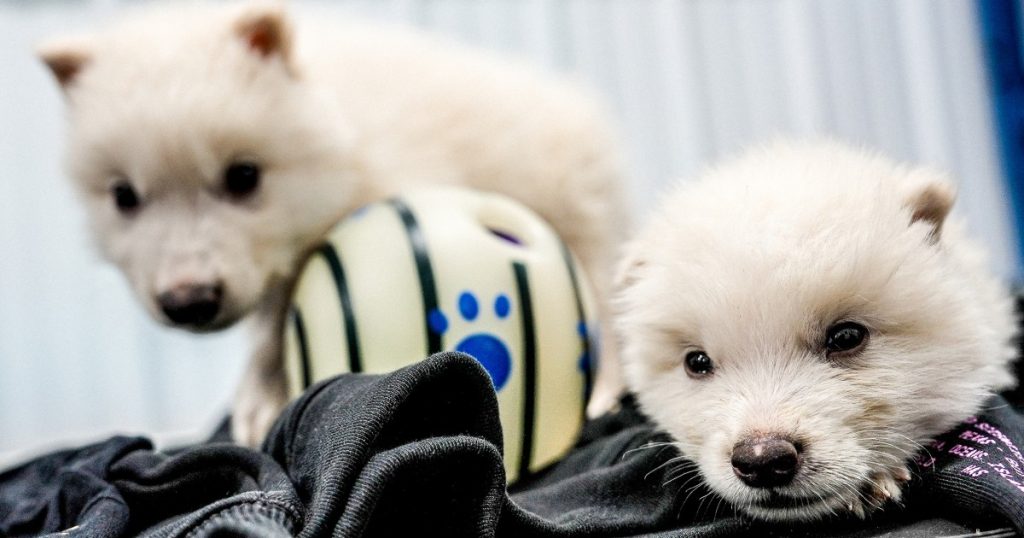 Scientists genetically engineer wolves with white hair like the extinct dire wolf