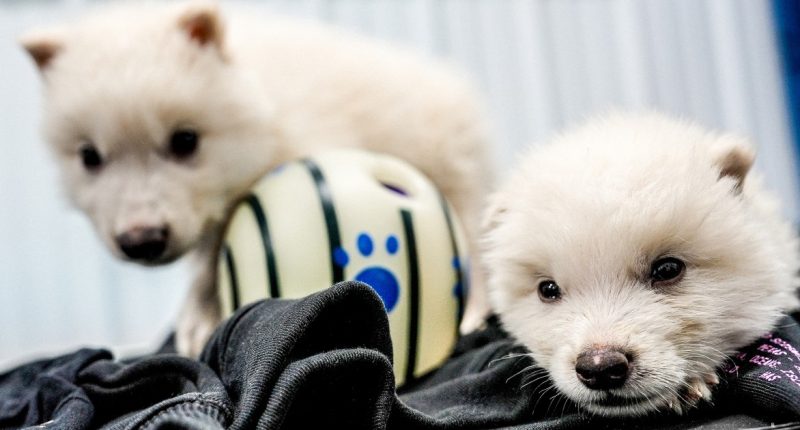 Scientists genetically engineer wolves with white hair like the extinct dire wolf