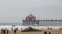 Scientists investigate death of gray whale in Huntington Beach