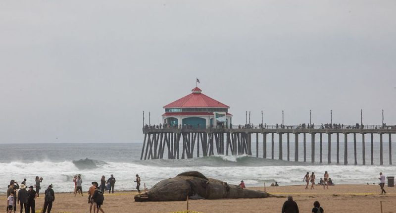 Scientists investigate death of gray whale in Huntington Beach