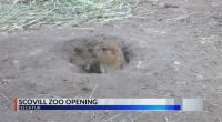 Scovill Zoo in Decatur getting ready to open
