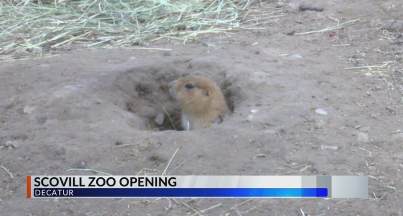 Scovill Zoo in Decatur getting ready to open