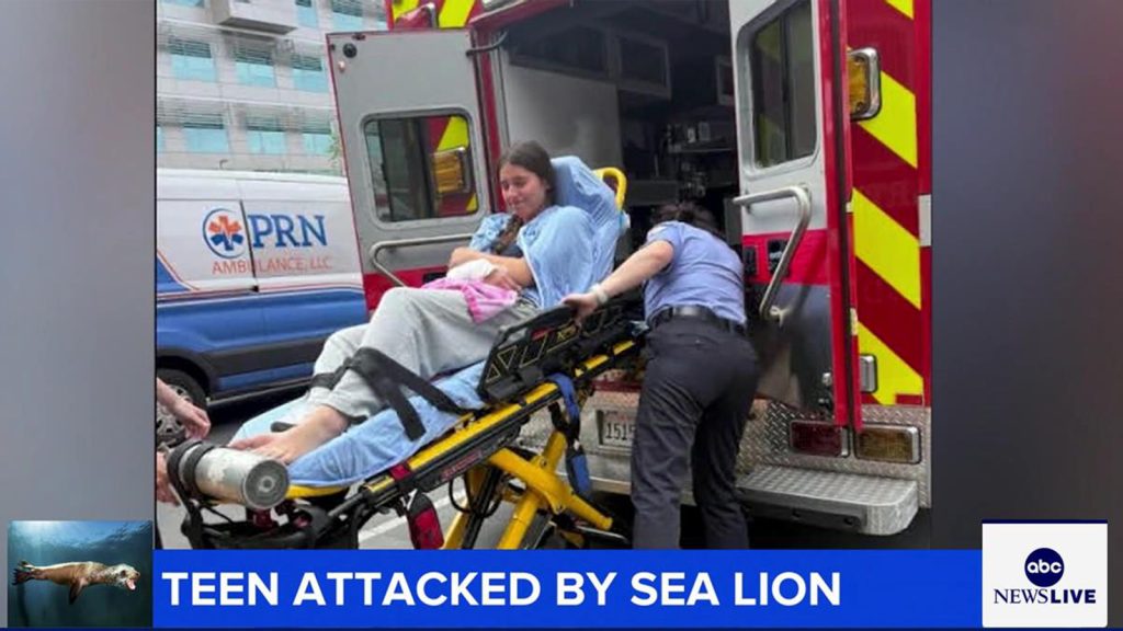 Sea lion attacks teenage girl swimming in waters off Long Beach, California