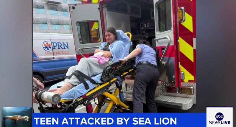 Sea lion attacks teenage girl swimming in waters off Long Beach, California