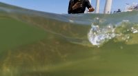 Sharks drew crowds who chased and fed them off Israel's coast — until one man disappeared