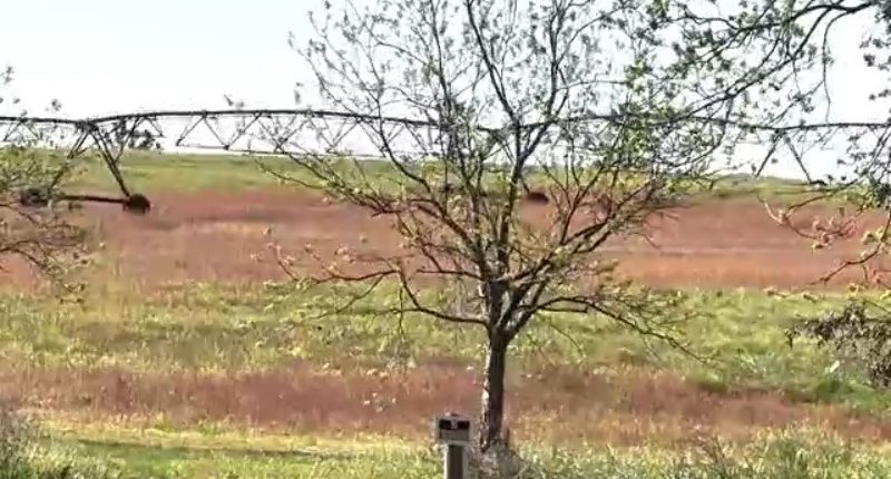 Tariff wars impacting future of exportation of crops