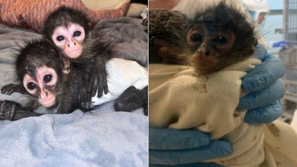 Texas man sentenced for smuggling baby spider monkeys across US-Mexico border