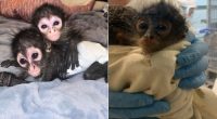 Texas man sentenced for smuggling baby spider monkeys across US-Mexico border