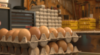 Texas teen runs his own business selling eggs
