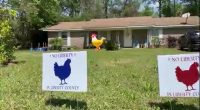 This means chicken-war: Liberty Co. neighborhood battles officials over backyard coops