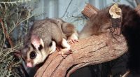 A male Squirrel Glider at Taronga Zoo.