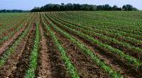 Trump trade war with China hurting US farmers, advocate says