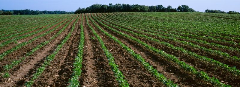 Trump trade war with China hurting US farmers, advocate says