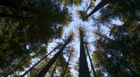 Trump tries to revive timber industry, sparking concerns