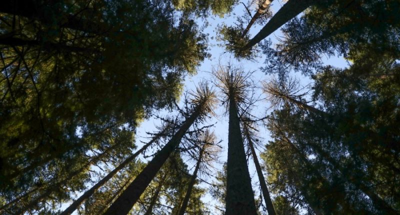 Trump tries to revive timber industry, sparking concerns