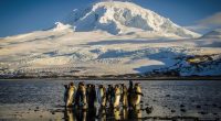 Trump's tariffs hit uninhabited islands filled with penguins