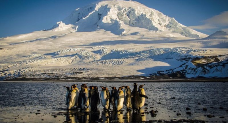 Trump's tariffs hit uninhabited islands filled with penguins
