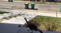 Turkeys are roaming around the Denver metro area. Here's why