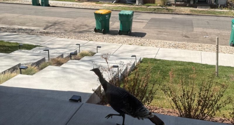 Turkeys are roaming around the Denver metro area. Here's why