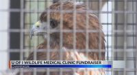 U of I wildlife clinic asks community to support food fundraiser