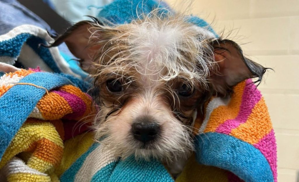 Utah animal shelters come together to help 152 rescued dogs