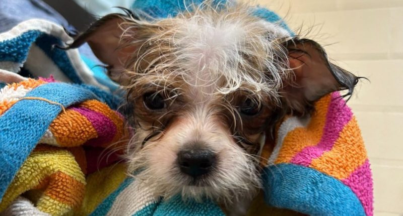 Utah animal shelters come together to help 152 rescued dogs