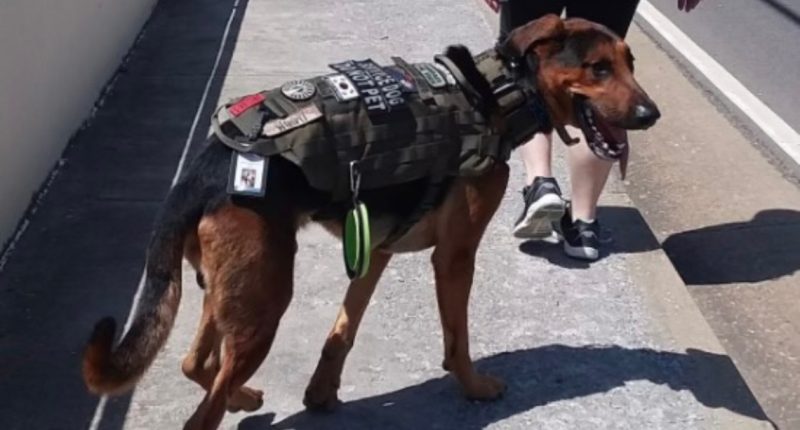 Veteran seeks full bodycam footage of dog shot by JSO officer