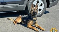 WCSO: K-9s Murphy and Cain now protected with ballistic vests