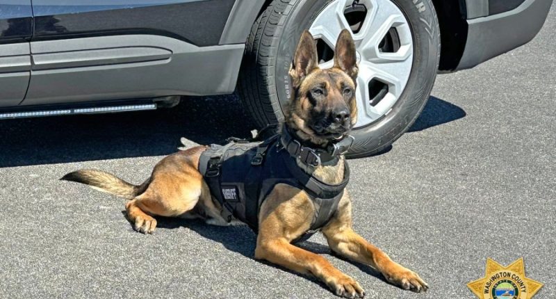 WCSO: K-9s Murphy and Cain now protected with ballistic vests