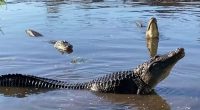 Warning! Alligator mating season brings increased activity. Here’s what to know