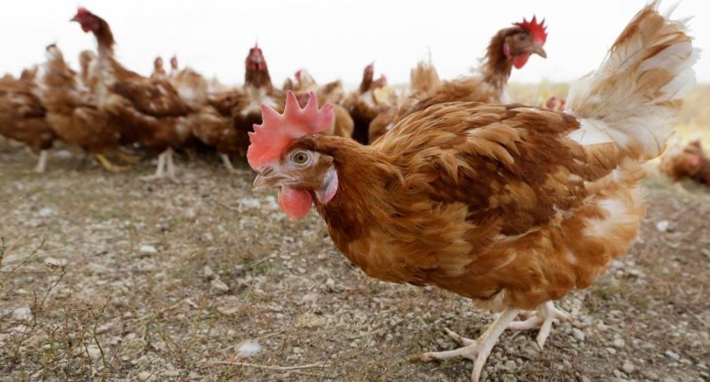 Washington man arrested for stealing ex-girlfriend's chicken