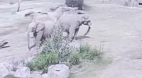 Watch: Elephants at San Diego park form protective circle during earthquake
