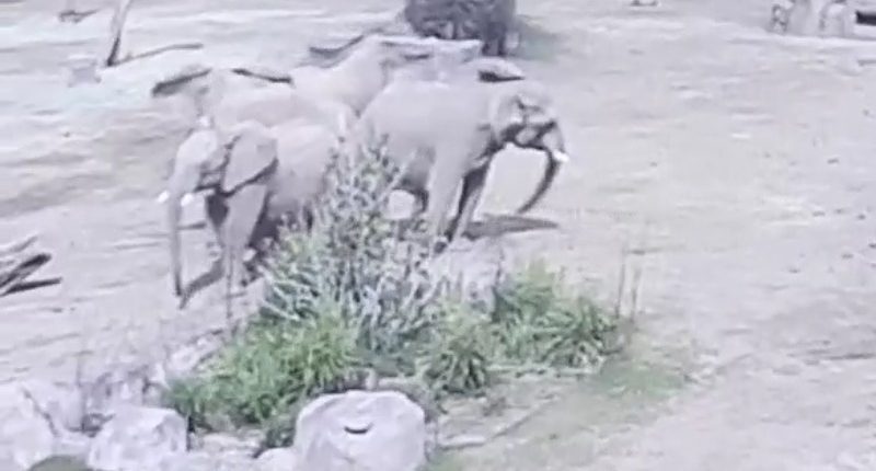 Watch: Elephants at San Diego park form protective circle during earthquake