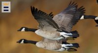 West Nile bird testing suspended in Illinois to prevent bird flu spread