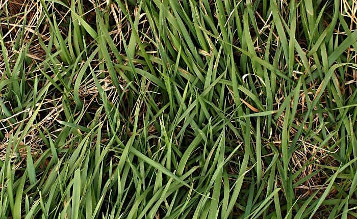 Where’s the rain? Parts of Central Florida see driest April on record. Here are the numbers