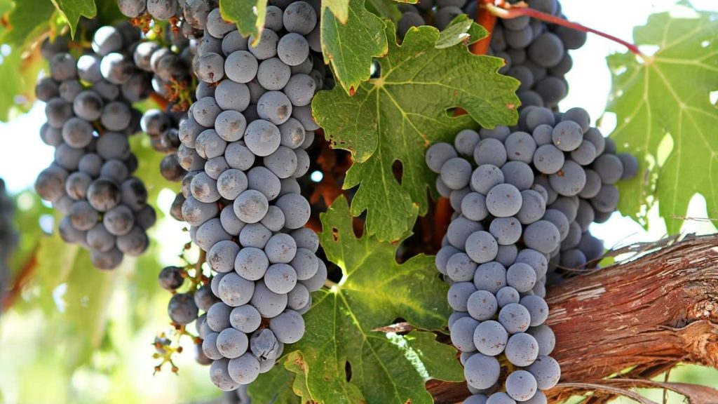 Wine grapes could be grown as far north as YORKSHIRE by 2100 thanks to climate change, report claims