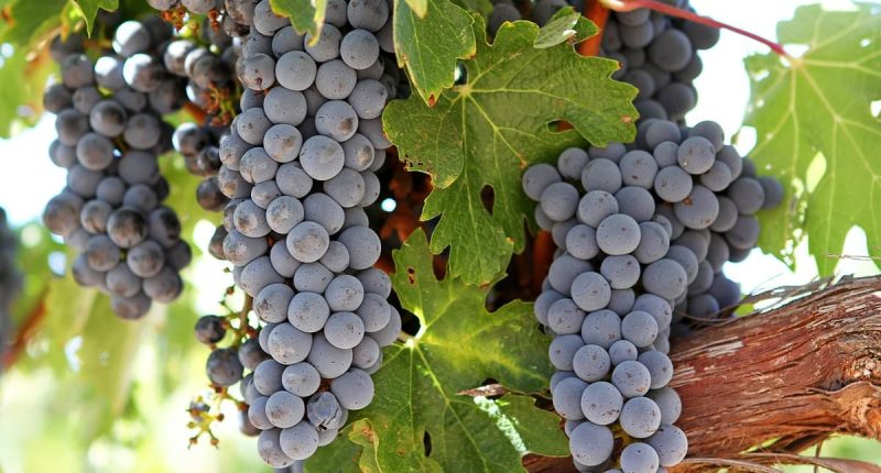 Wine grapes could be grown as far north as YORKSHIRE by 2100 thanks to climate change, report claims