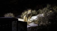 Wolf death in Rocky Mountain National Park under investigation