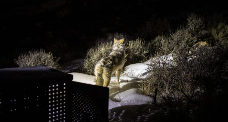 Wolf death in Rocky Mountain National Park under investigation