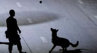 Worried families and rescue dogs bond during the long days of searching at Bangkok collapse