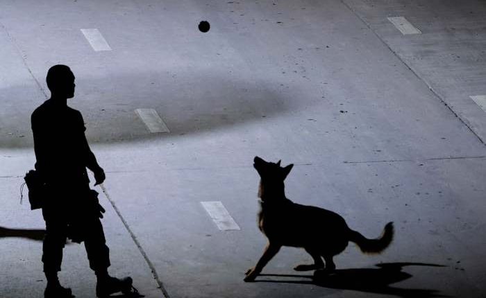 Worried families and rescue dogs bond during the long days of searching at Bangkok collapse