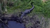 ‘They’re massive:’ Oviedo’s Lake Jesup packed with alligators