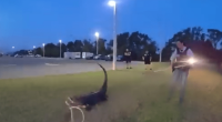 ‘This one is not happy:’ Deputies trap gator at Florida high school