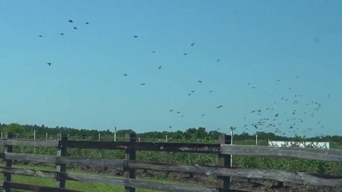‘Thought it was gunshots:’ Propane cannons at Lake County blueberry farm spark noise complaints