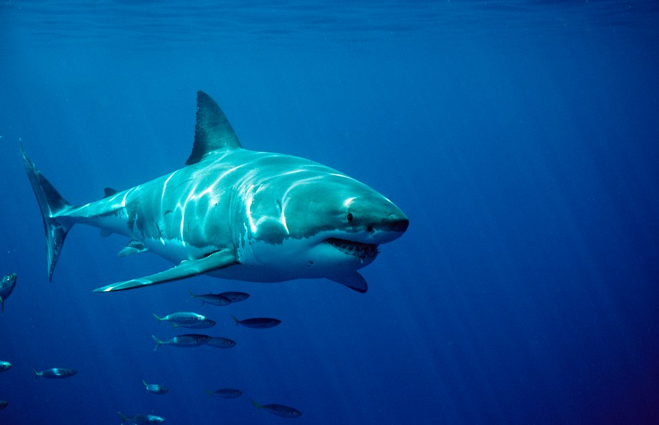 Great white shark swimming underwater.